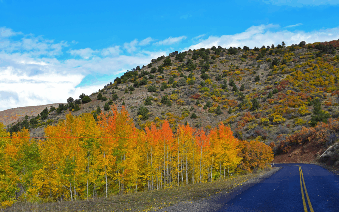 Your Ultimate Guide to Fall Foliage on the Rim