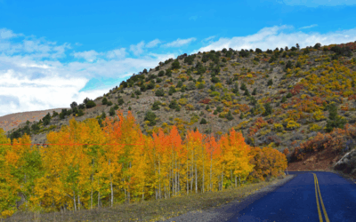 Your Ultimate Guide to Fall Foliage on the Rim